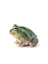 Load image into Gallery viewer, X5 Chaco Horned Frog (Green)
