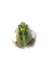 Load image into Gallery viewer, X8 Chaco Horned Frog (Green) - JamJam Exotic
