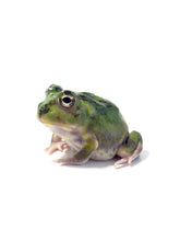 Load image into Gallery viewer, X8 Chaco Horned Frog (Green) - JamJam Exotic
