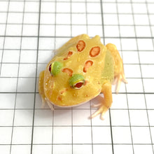 Load image into Gallery viewer, D99 Pikachu (Patternless 5 spots Albino)(Stock Photo)
