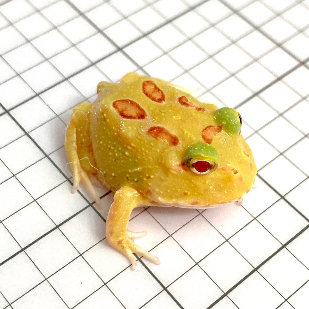 D99 Pikachu (Patternless 5 spots Albino)(Stock Photo)