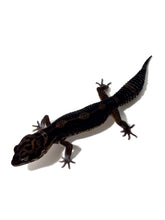 Load image into Gallery viewer, Black Night Cross Leopard Gecko - July 2022
