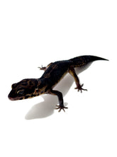 Load image into Gallery viewer, Black Night Cross Leopard Gecko - July 2022
