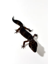Load image into Gallery viewer, Black Night Cross Leopard Gecko  - July 2022
