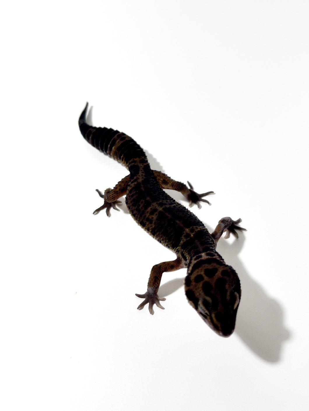 Black Night Cross Leopard Gecko  - July 2022