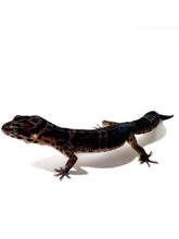Load image into Gallery viewer, Black Night Cross Leopard Gecko  - July 2022
