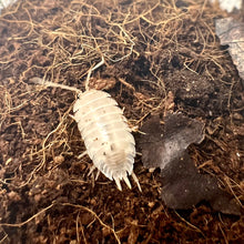 Load image into Gallery viewer, Porcellio laevis “White”
