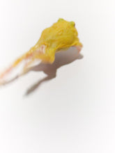 Load image into Gallery viewer, D24 Egg Yolk Albino
