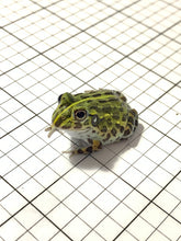 Load image into Gallery viewer, J94 African Bull Frog

