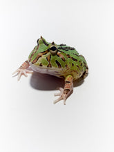 Load image into Gallery viewer, F3 Green Fantasy (Brown Arms)
