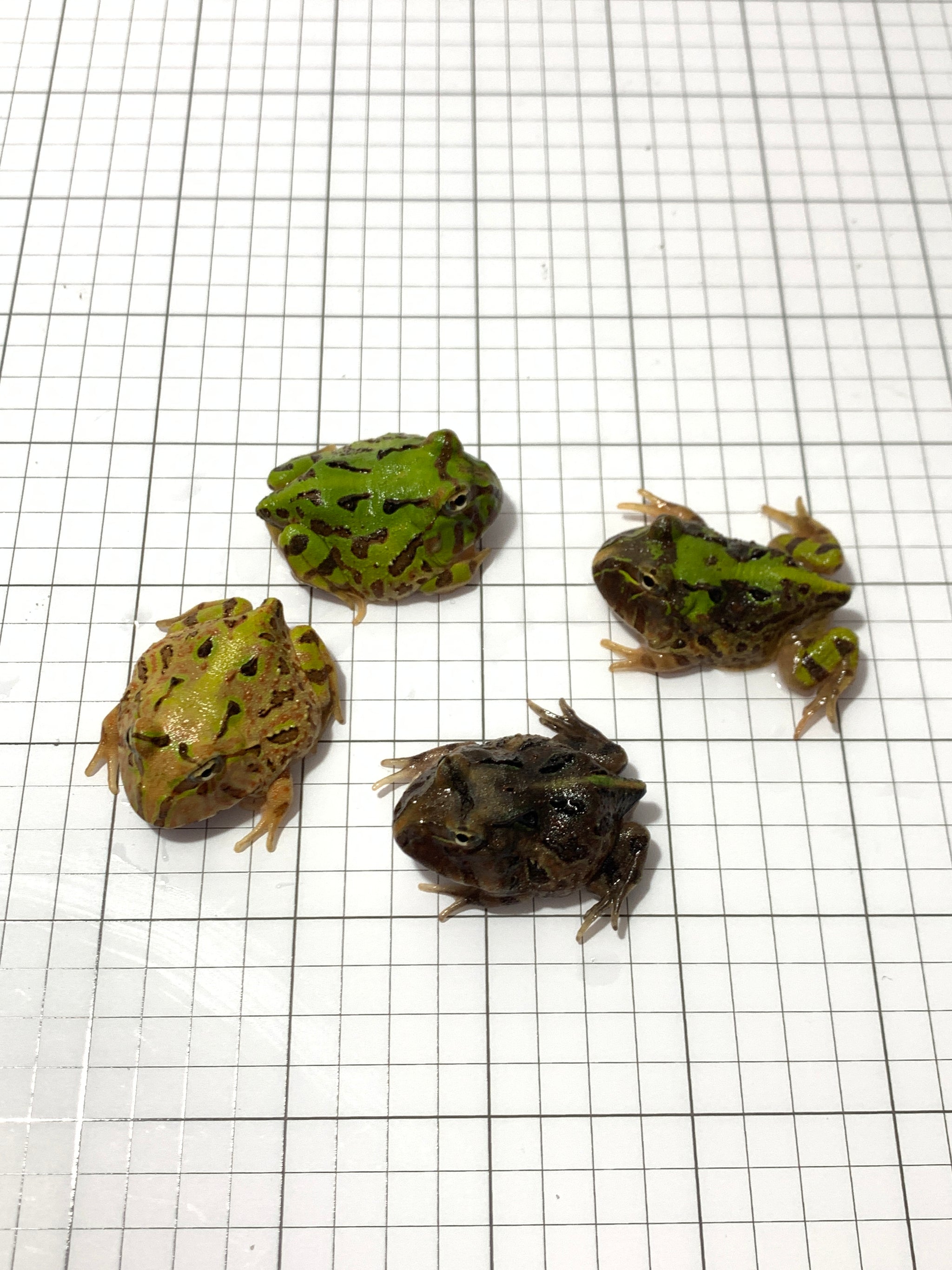 Buy Brazilian Horned Pacman Frog Online | JamJam Exotic