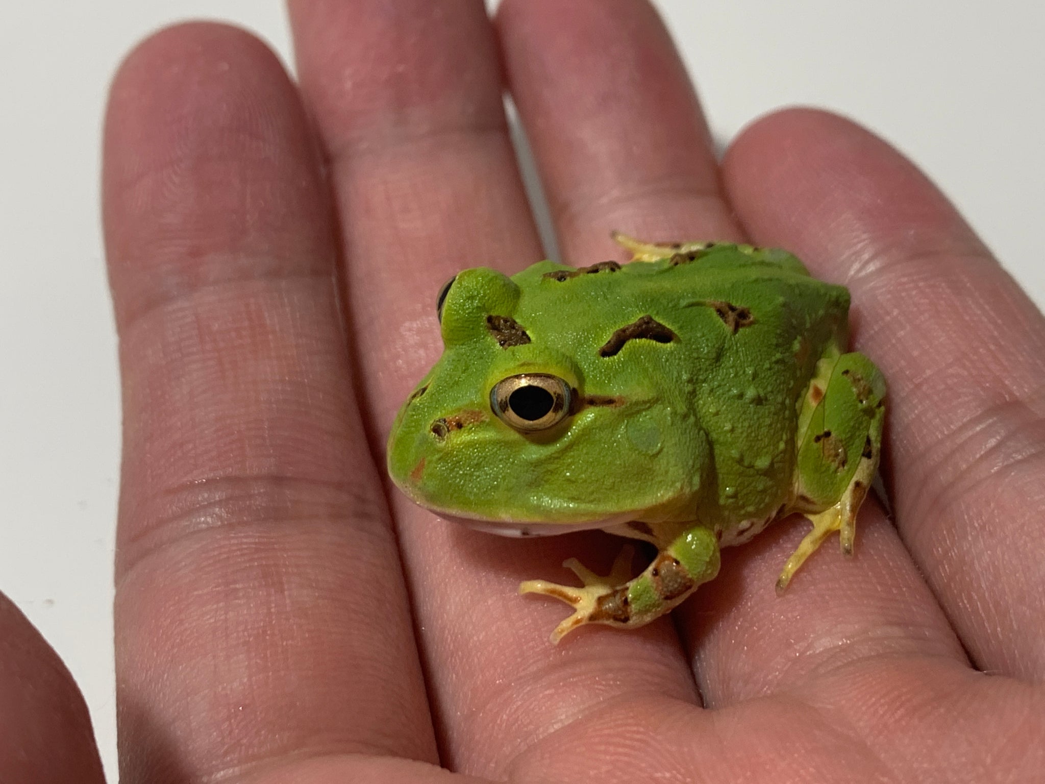 小物 Frog alpacaekekos | Frogs ,Sale kawaii Japanese goods for Sale