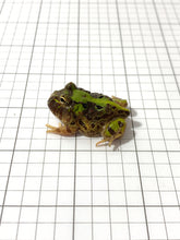 Load image into Gallery viewer, J95 Brazilian Horned Pacman Frog - Ceratophrys aurita

