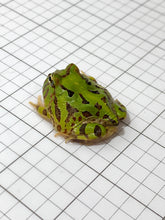 Load image into Gallery viewer, J95 Brazilian Horned Pacman Frog
