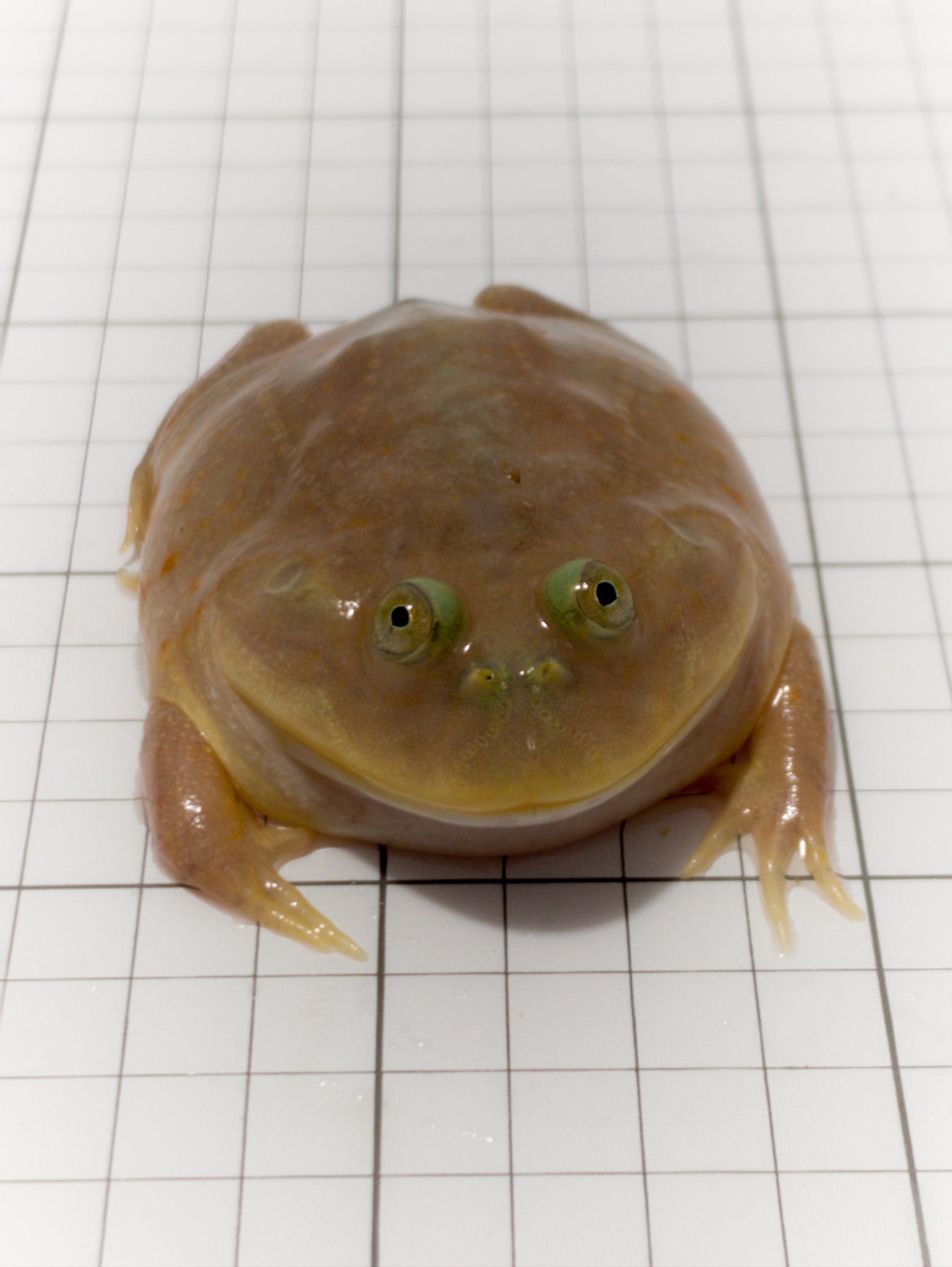 Budgett s Frog Lepidobatrachus Laevis For Sale JamJam Exotic budgett-s-frog-lepidobatrachus-laevis-for-sale-jamjam-exotic