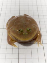 Load image into Gallery viewer, J10 BUDGETT&#39;S FROG
