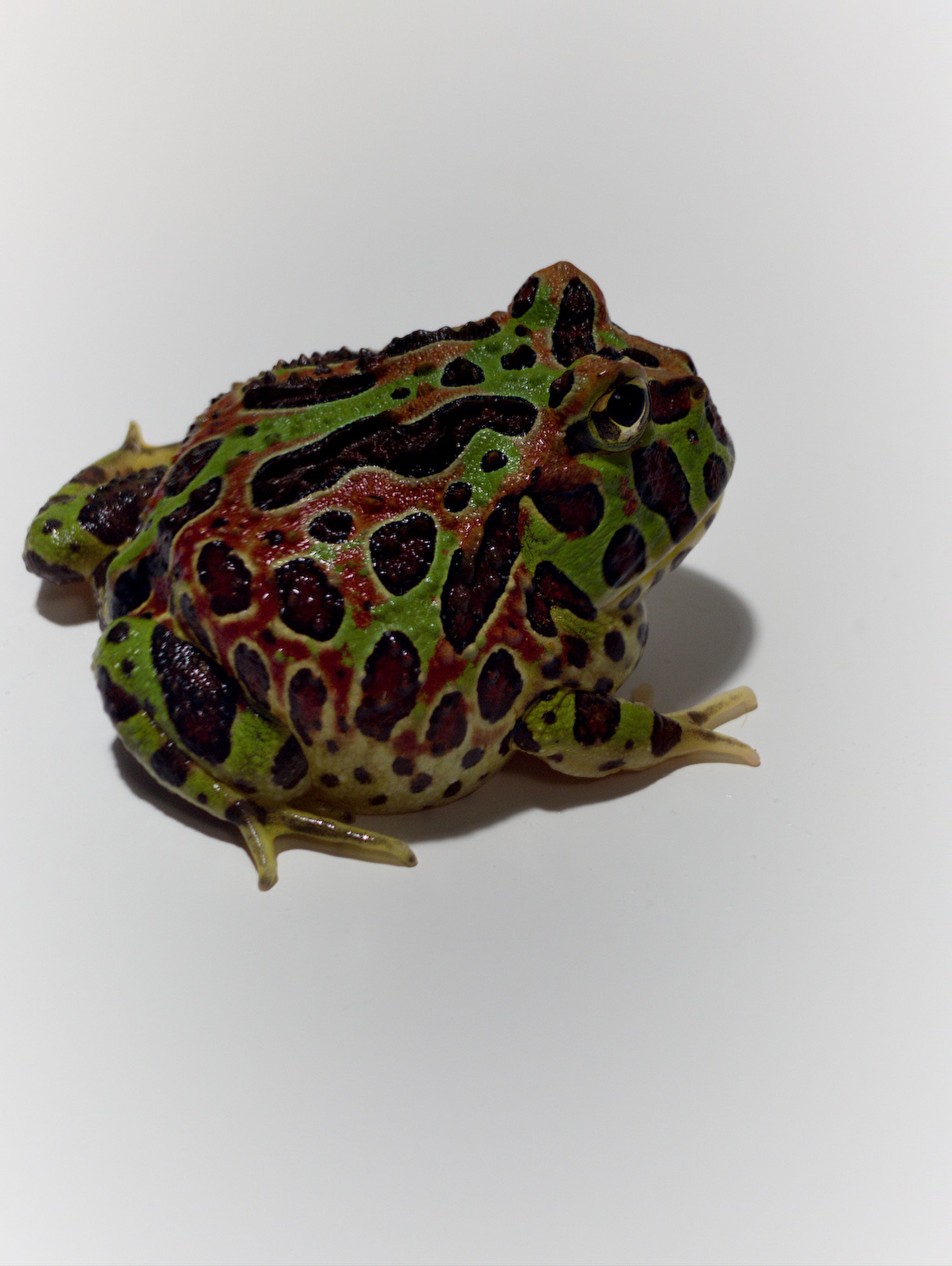 F19 HIGH RED ORWELL (ORNATA X CRANWELLI) (SPECIAL PATTERN