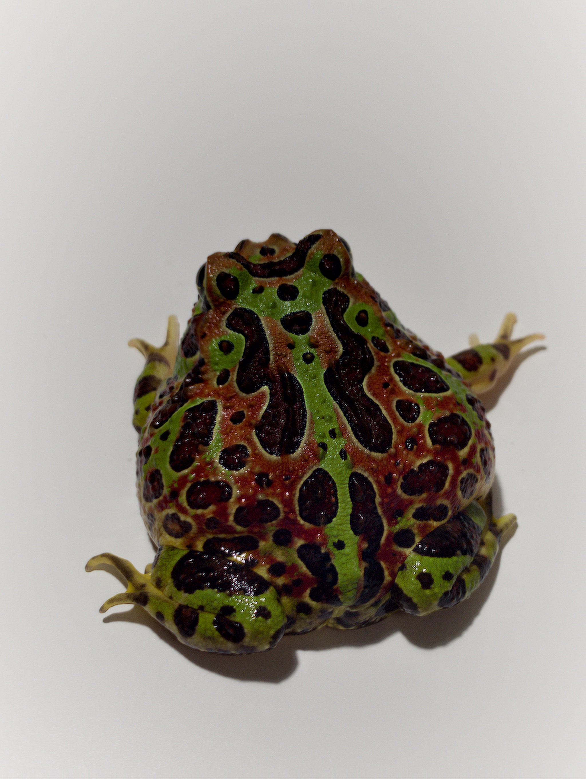FROGS 2013年版 AHB Series 13 / Pyxicephalus Adspersus - African Bullfrog