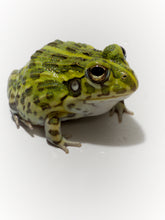Load image into Gallery viewer, J94 African Bull Frog (Pixie frog) - Pyxicephalus adspersus
