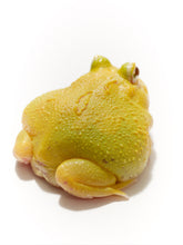 Load image into Gallery viewer, D31 EGG YOLK ALBINO (CLEAN)
