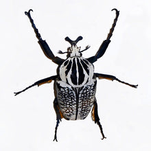 Load image into Gallery viewer, Goliath Beetle Larvae (GOP)
