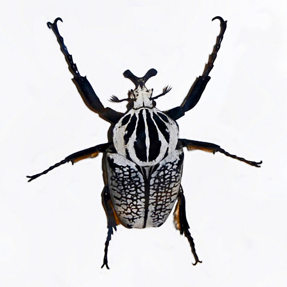 標本 Congo Goliathus orientalis 87mm bkack Goliathus orientalis GIANT African Flower Beetle UNSPREAD