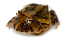 Load image into Gallery viewer, J95 Brazilian Horned Pacman Frog
