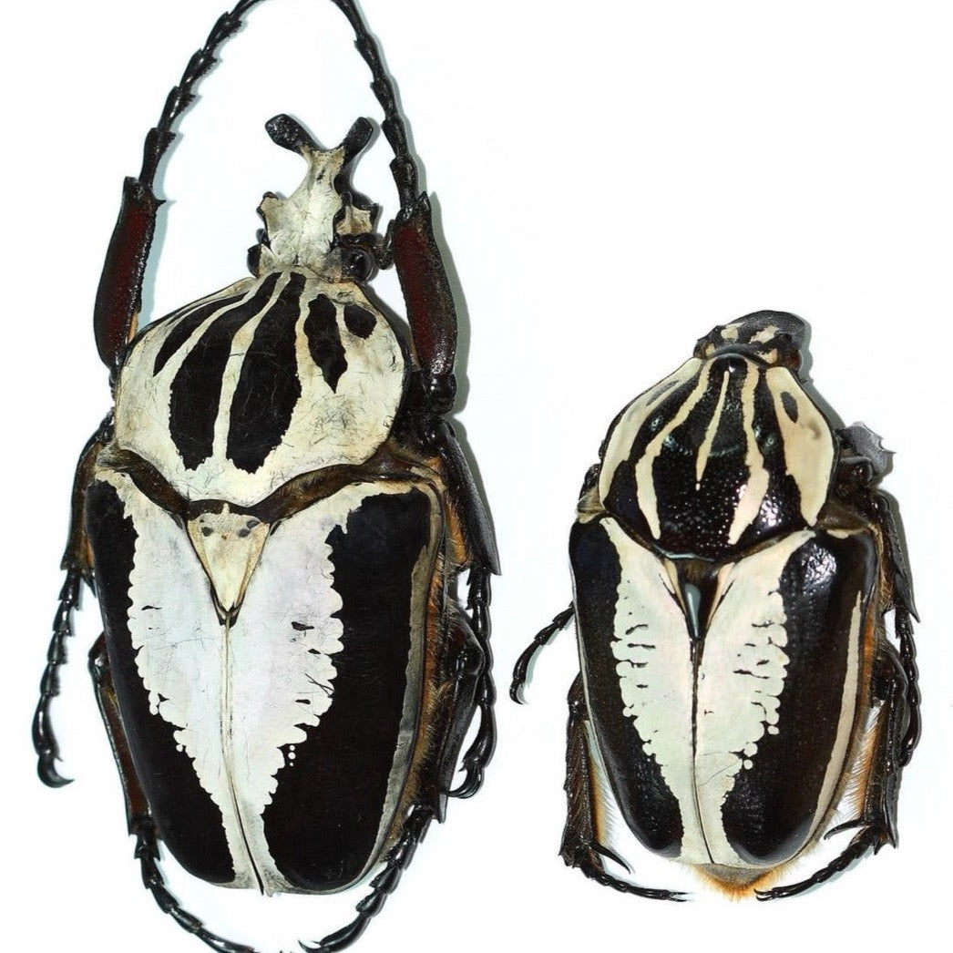 Goliath Beetle Larvae (GR)