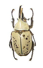 Load image into Gallery viewer, Western Hercules Beetle Larvae
