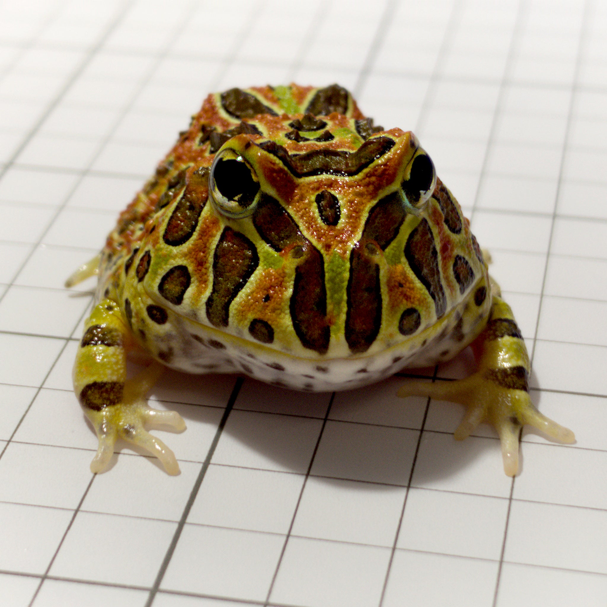 Red Ornate Pacman Frog For Sale JamJam Exotic