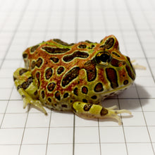 Load image into Gallery viewer, B18 High Red Ornate Frog
